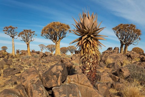 Aloe (Aloe littoralis) and Quiver trees (Aloe dichotoma)