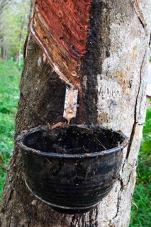 Extraction of natural rubber from Rubber tree (Hevea brasiliensis) on a plantation