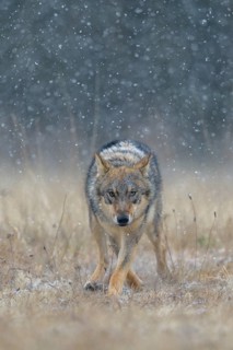 Gray wolf (Canis lupus)