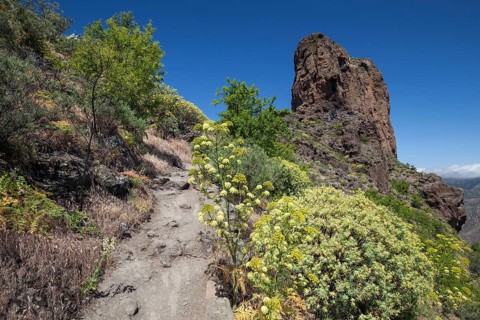 Hiking path through blooming vegetation to Roque Bentayga