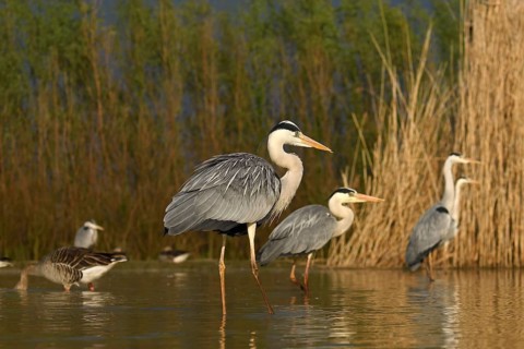 Group Grey herons (Ardea cinerea)