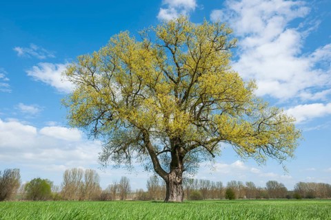 Crack willow (Salix fragilis) in spring