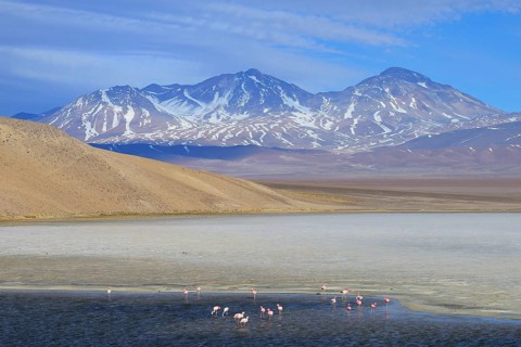Andean flamingos (Phoenicopterus andinus) on the Laguna Santa Rosa with volcano Nevado Tres Cruces