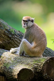 Common patas monkey (Erythrocebus patas patas)