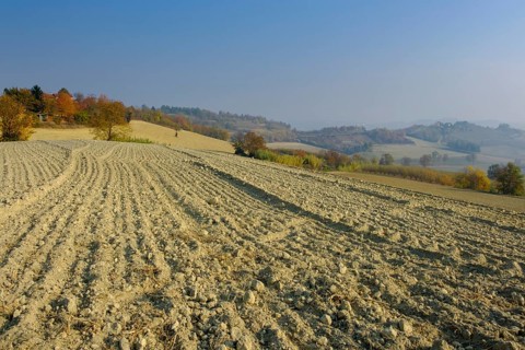 Harvested fields in autumn