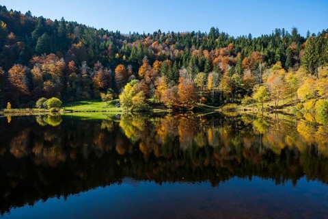 Lake with autumnal forest