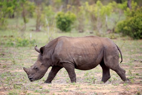 White rhinoceros (Ceratotherium simum)