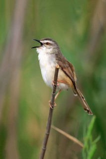 Tawny-flanked prinia (Prinia subflava)