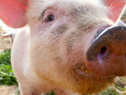 Domestic Pig (Sus scrofa domestica) Piglet