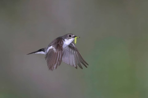 European Pied Flycatcher (Ficedula hypoleuca)