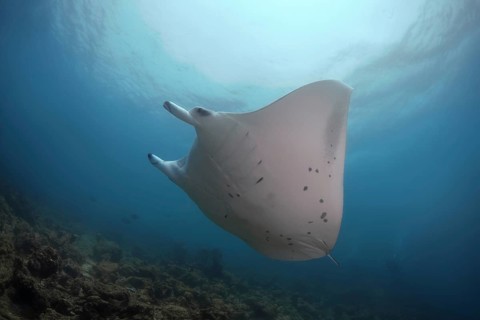 Reef Manta Ray (Mobula alfredi) swim in the blue water