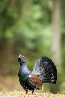 Western capercaillie (Tetrao urogallus)