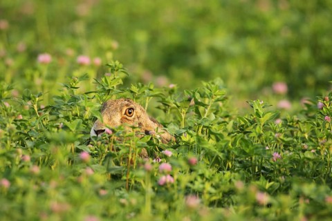 European hare (Lupus europaeus) in Red clover field (Trifolium pratense) Wachau