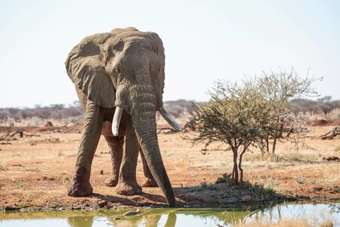 Elephant bull (Loxodonta africana) at the waterhole