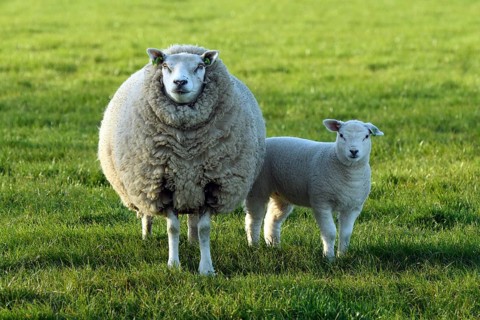 Sheep (Ovis) with lamb in a meadow