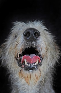 Irish Wolfhound