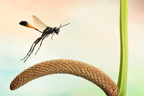 Red-banded sand wasp (Ammophila sabulosa)