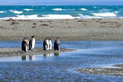 King penguins (Aptenodytes patagonicus)