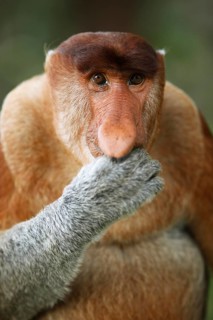 Proboscis monkey (Nasalis larvatus)