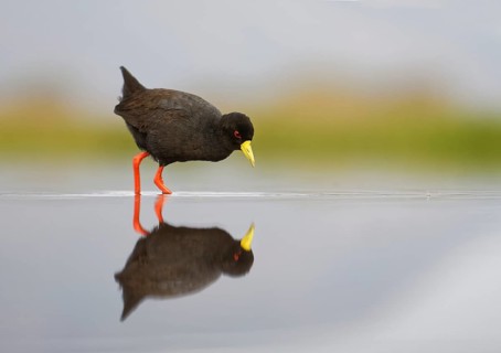 Black crake (Amourornis flavirostris) in shallow water