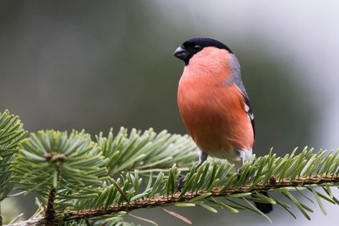 Bullfinch (Pyrrhula pyrrhula)