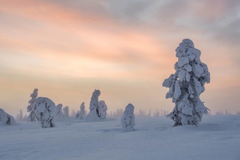 Snowy trees at sunset
