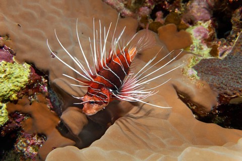 Radial firefish (Pterois radiata) in the coral reef