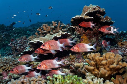 Swarm Silverspot squirrelfish (Sargocentron caudimaculatum) swims in front of stony corals