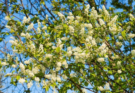 European Bird Cherry (Prunus padus)