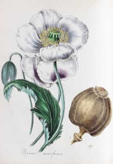Opium poppy (Papaver somniferum)