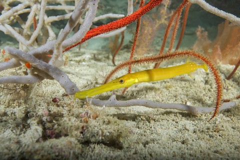 Baby Yellow Pacific Trumpetfish (Aulostomus chinensis) hiding among corals and sponges