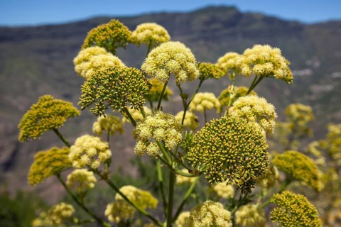 Yellow flowering giant fennel (Ferula communis)