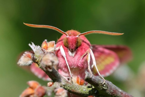 Small elephant hawk-moth (Deilephila porcellus)