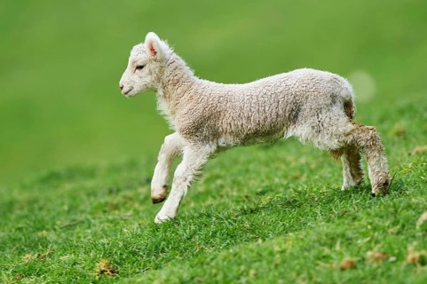Merino sheep (Ovis sp.)