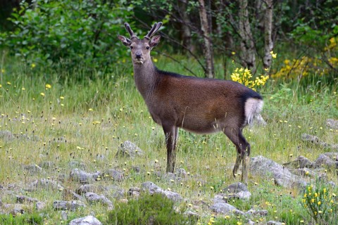 Young red deer (Cervus elaphus) in bast