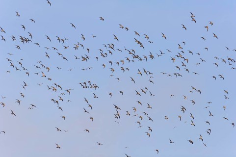 A flock of golden plover (Puvialis apricaria)