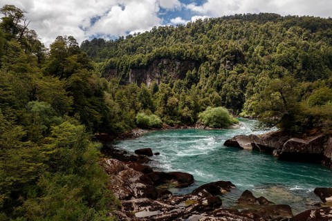 Turquoise mountain river Futalefu flows through dense vegetation