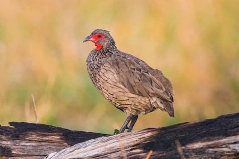 Swainson's spurfowl (Francolinus swainsonii)