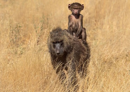 Olive Baboon (Papio anubis)