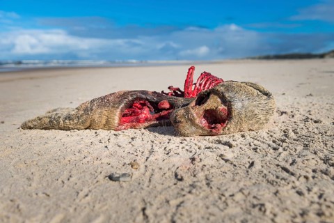 Carcass