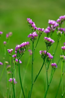 Sea Lavender (Limonium)