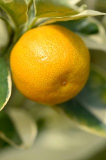 Limequat (Fortunella margarita variegata)