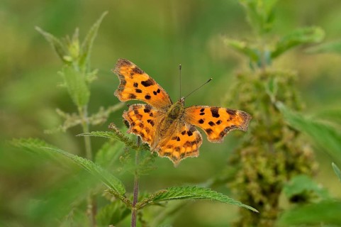 Comma (Polygonia C-album) on nettle (Urtica)