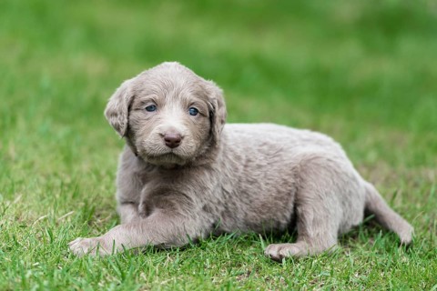 Longhair Weimaraner