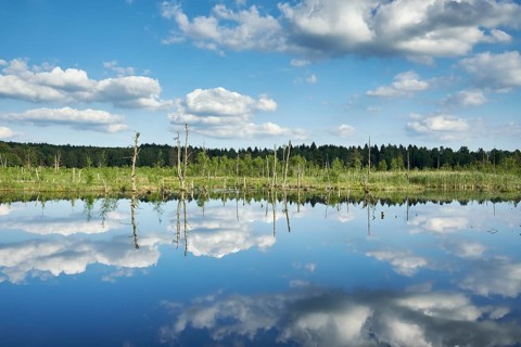 View over the Regenmoor marshland and Neckar origin Schwenninger Moos