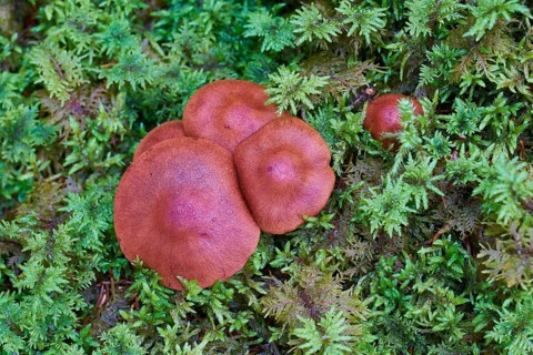 Skin-heads (Dermocybe)