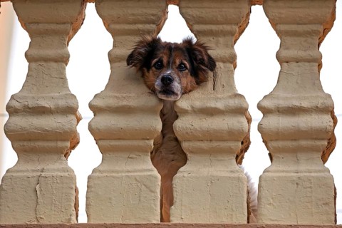 Little dog pokes head through balustrade