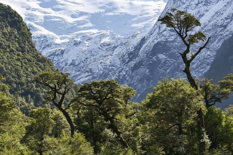 El Bosque Encantado