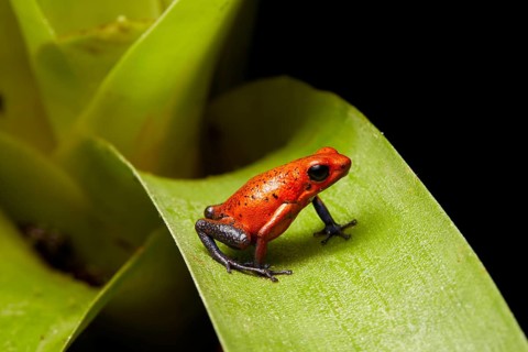 Strawberry poison-dart frog (Oophaga pumilio)