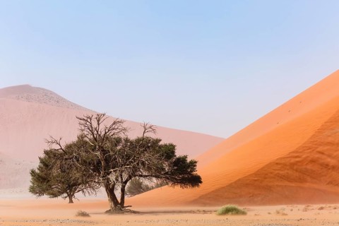 Camelthorn tree (Acacia erioloba) in front of Sand Dune